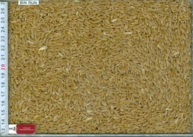 Wheat