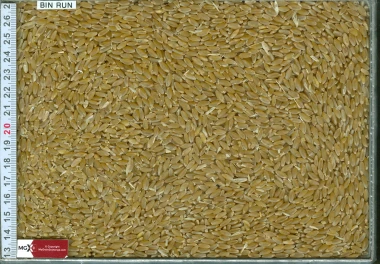Wheat
