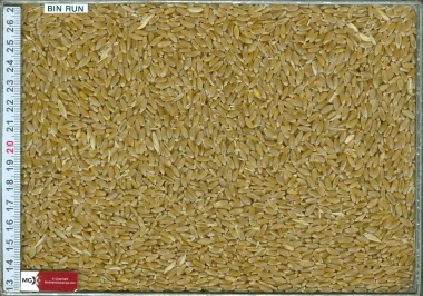 Wheat