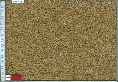Wheat