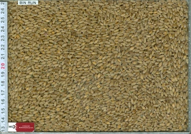 Wheat