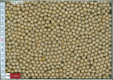 Wheat