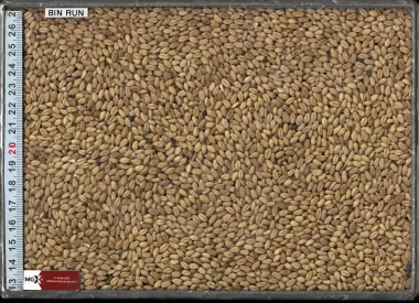 Wheat