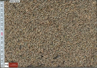 Rye