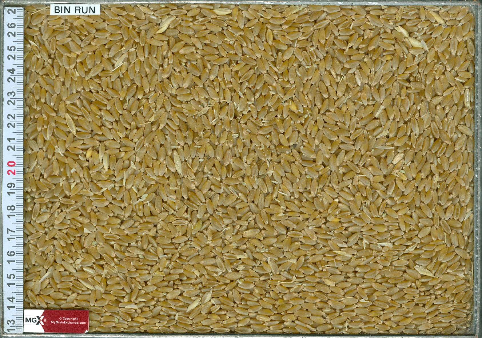 Wheat
