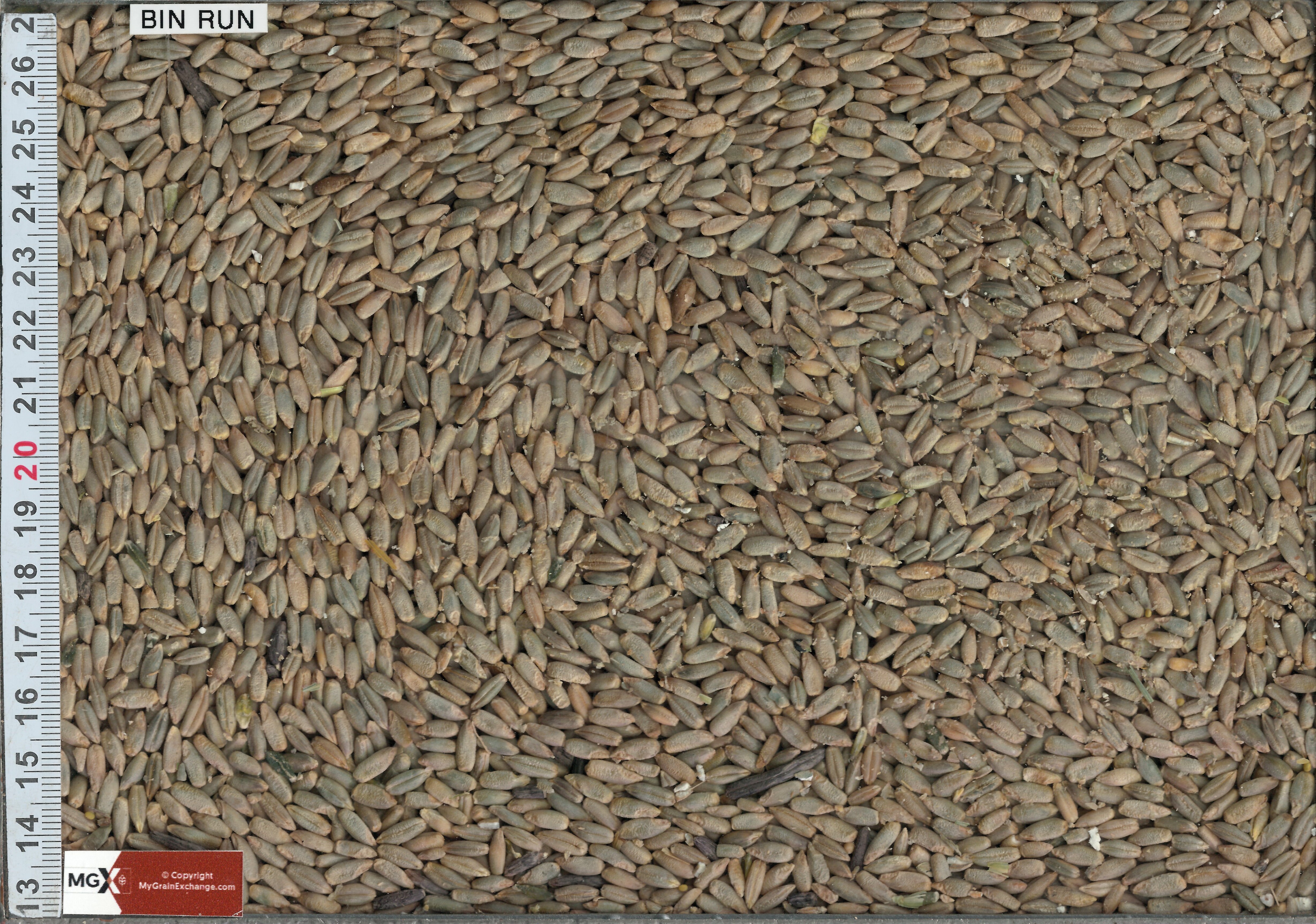 Rye