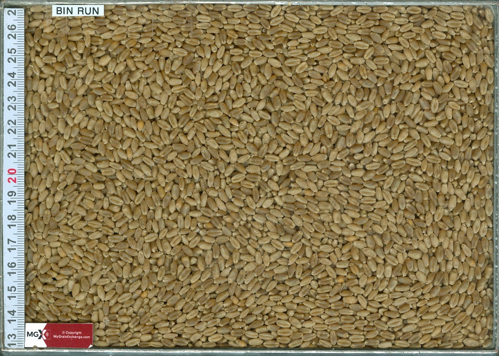 Wheat Hard Red Spring