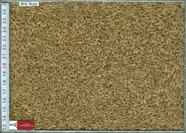 Wheat Hard Red Spring
