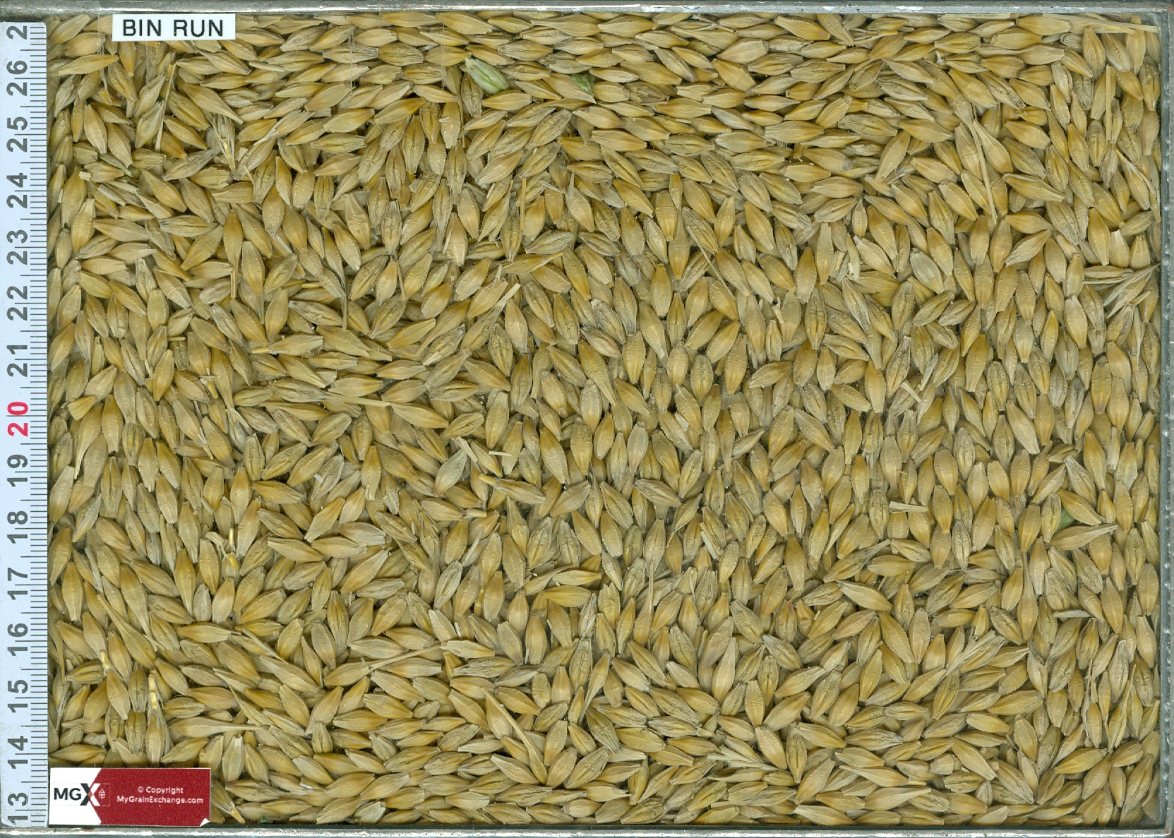 Malt Barley