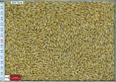 Malt Barley