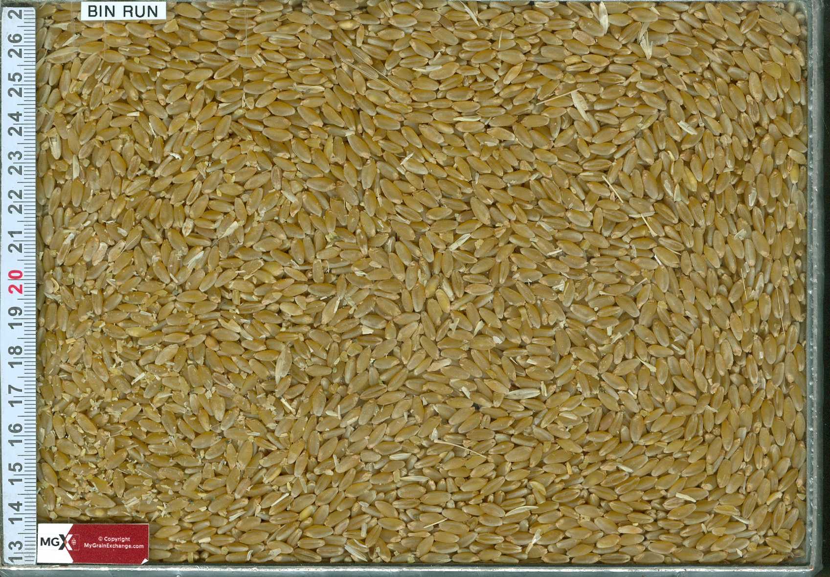 Wheat Durum