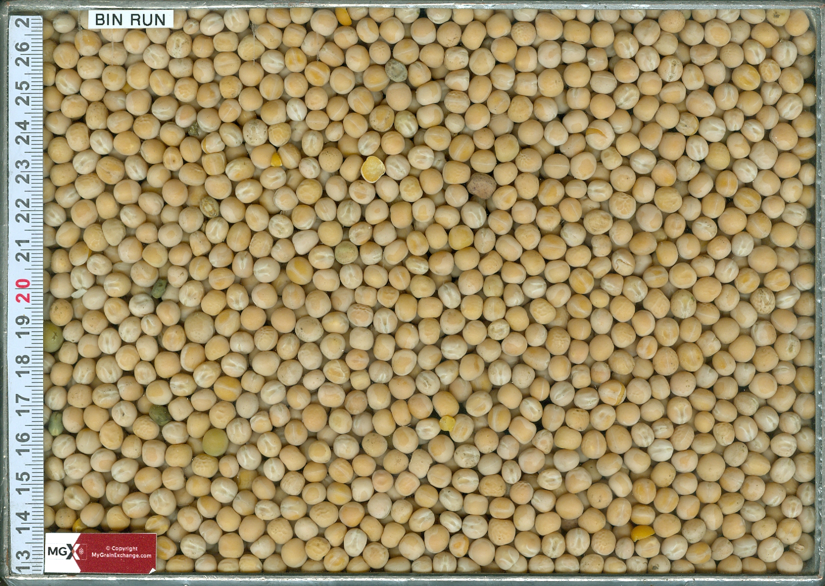 Yellow Peas