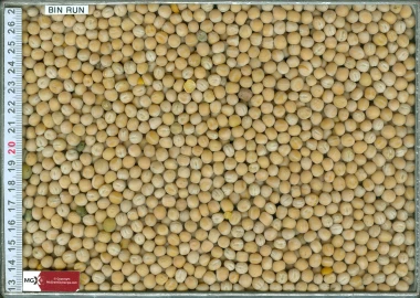 Yellow Peas