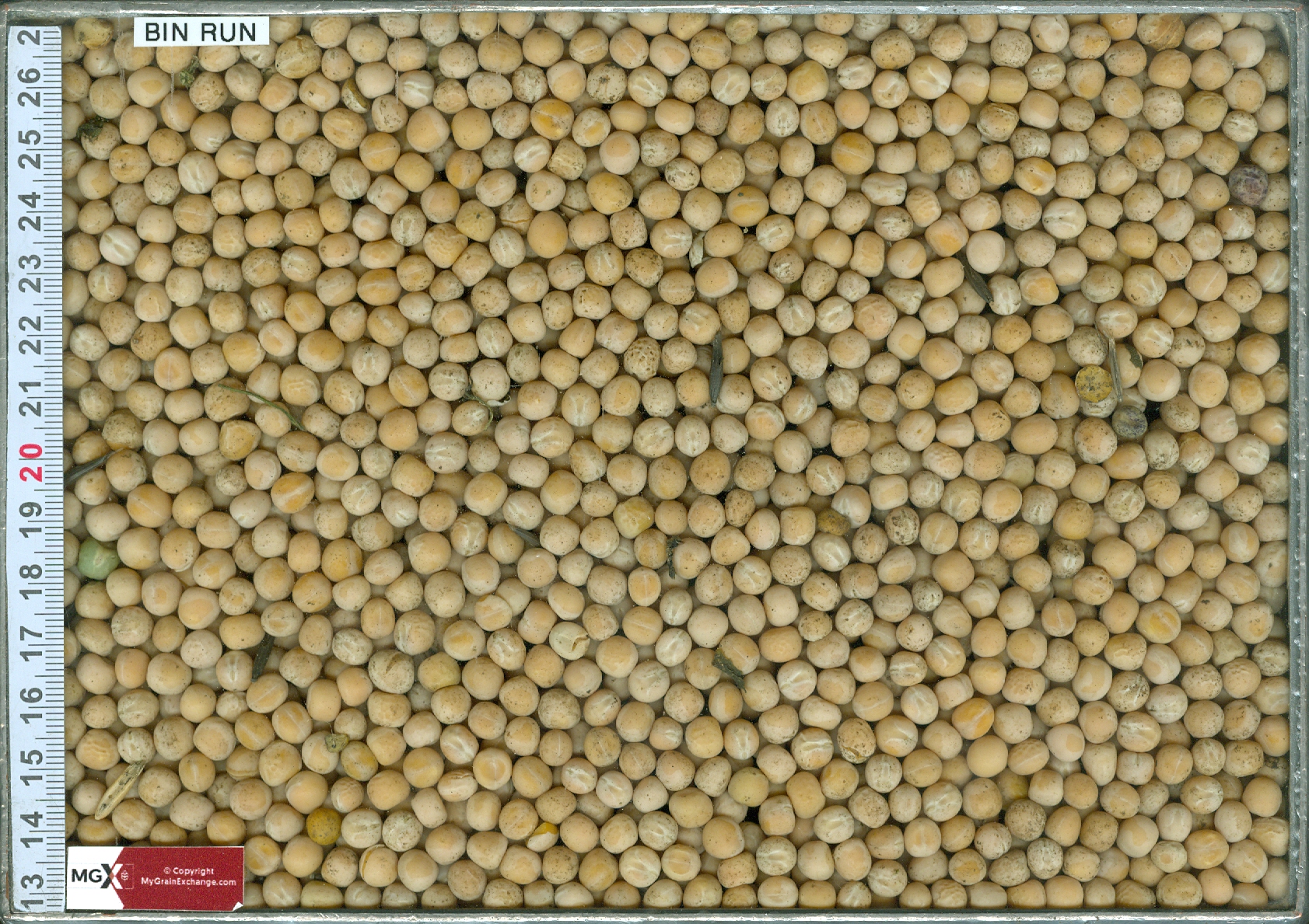 Yellow Peas