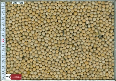 Yellow Peas
