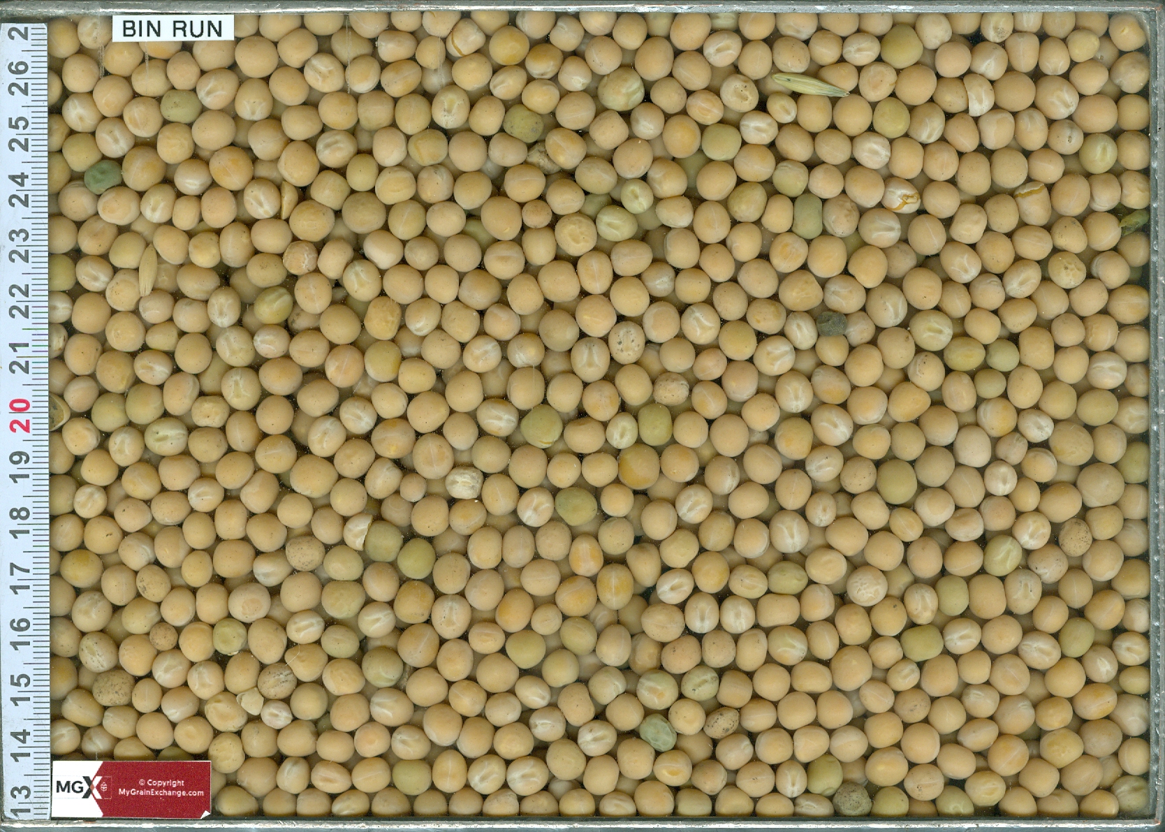 Yellow Peas