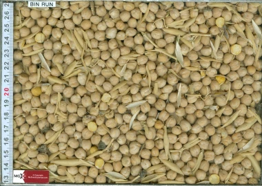 Chickpeas - Kabuli