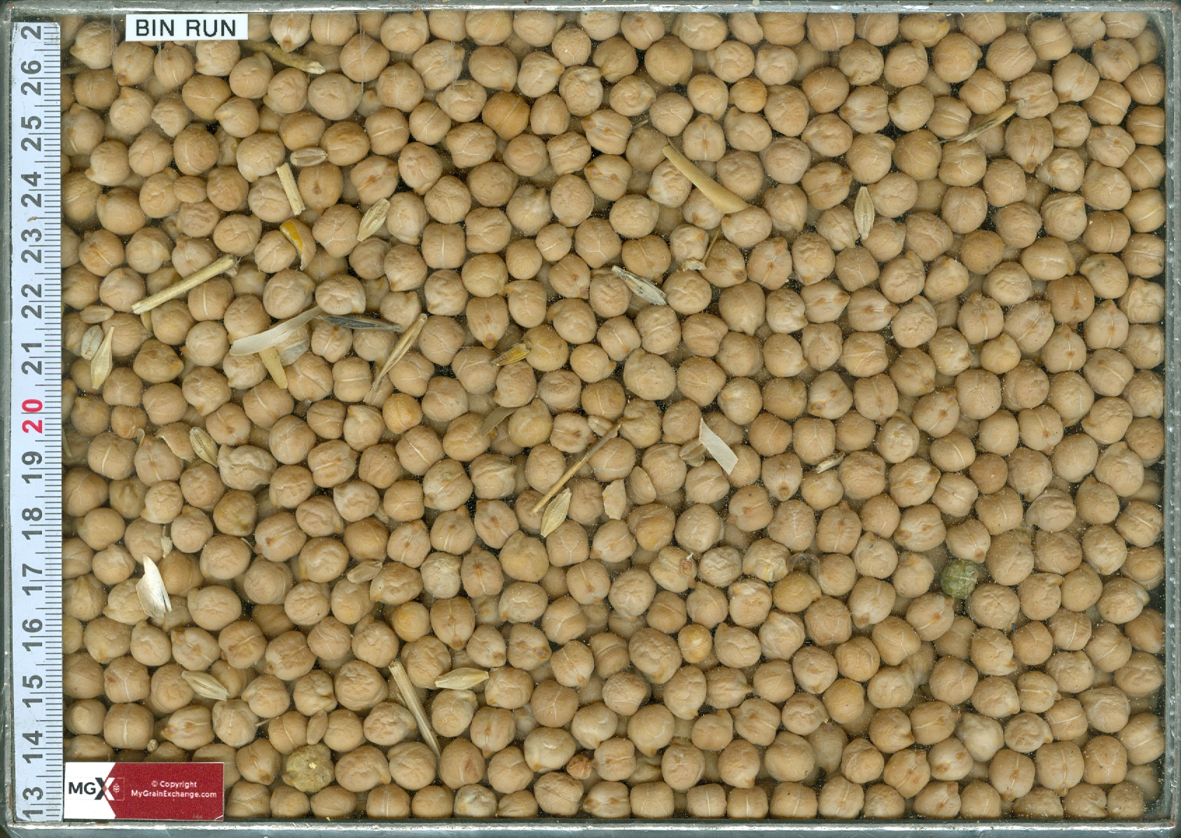 Chickpeas - Kabuli