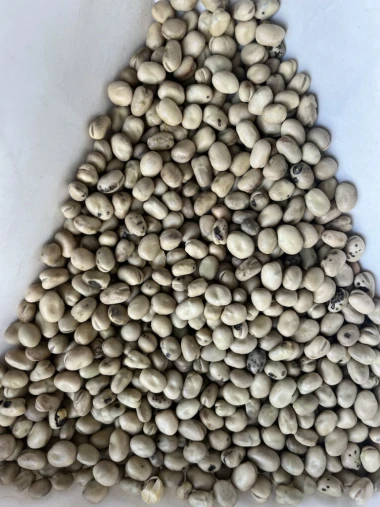 Faba Beans