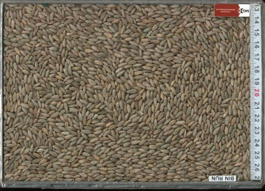 Rye