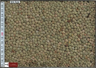 Lentils - Large Green