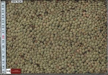 Lentils - Large Green