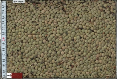 Lentils - Large Green