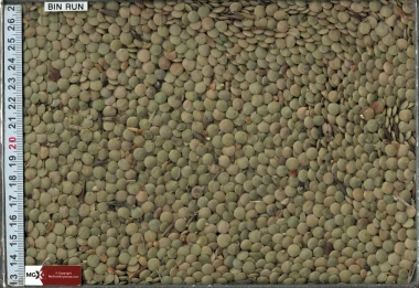 Lentils - Large Green