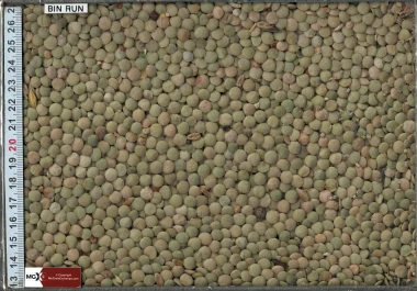 Lentils - Large Green
