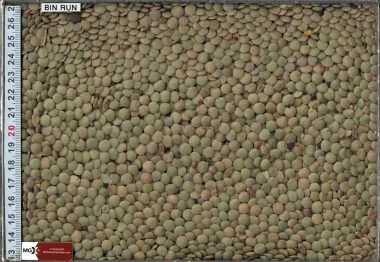 Lentils - Large Green