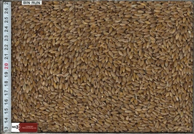 Wheat - Durum