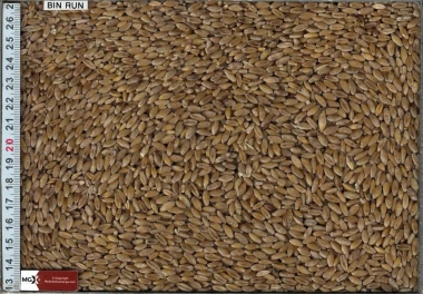 Wheat - Durum