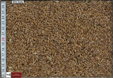 Wheat - Durum