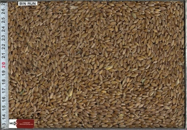 Wheat - Durum
