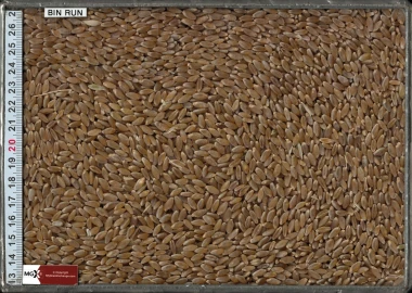 Wheat - Durum