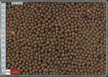 Peas - Coloured Flower/Maple