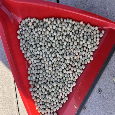 Green Peas