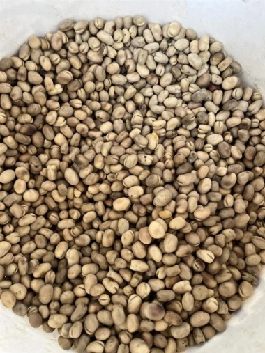 Faba Beans