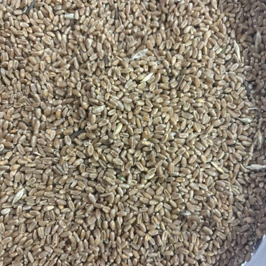 Wheat CPS R