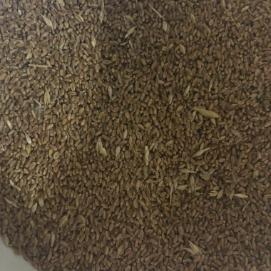 Wheat HRS