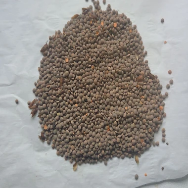 Red Lentils