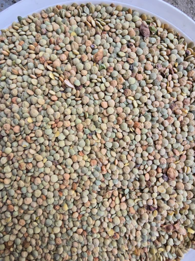 Large Green Lentils