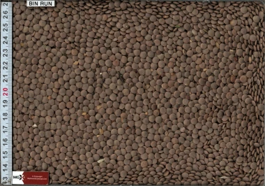 Red Lentils