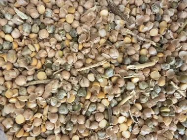Chickpeas Screenings