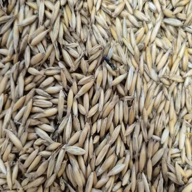 Oats