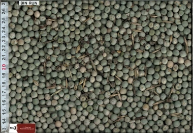 Green Peas