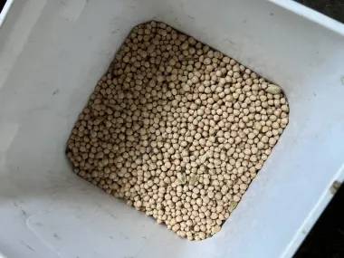 Kabuli Chickpeas