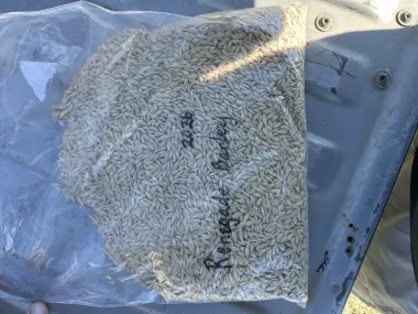 Feed Barley