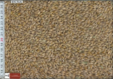 Feed Barley