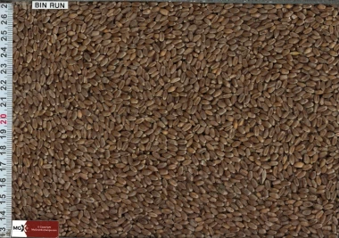 Wheat Hard Red Spring